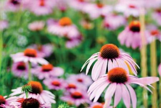 Cone Flower III Canvas Art - Beth Wold (12 x 18)