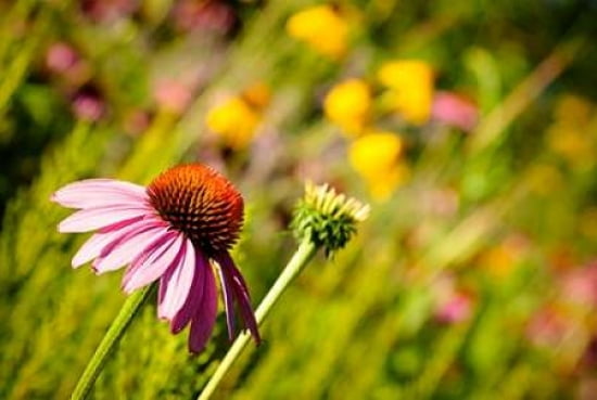 Cone Flower IV Canvas Art - Beth Wold (12 x 18)