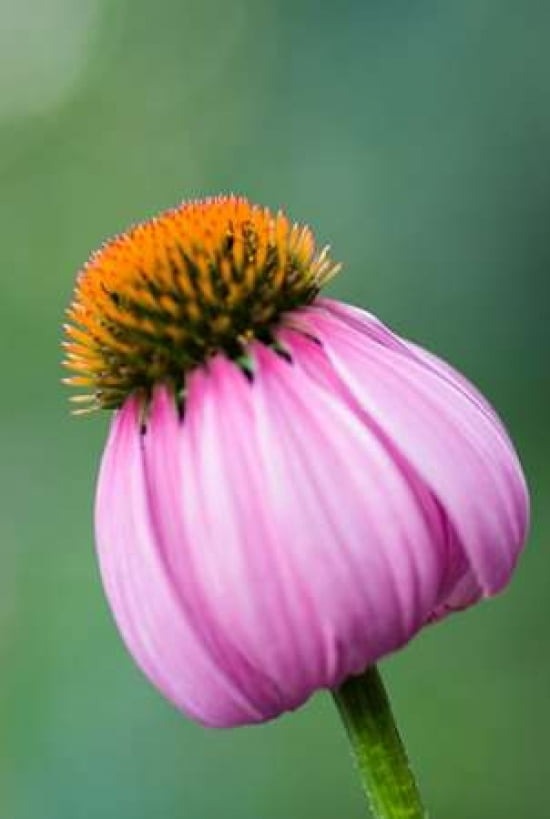 Cone Flower V Canvas Art - Beth Wold (12 x 18)