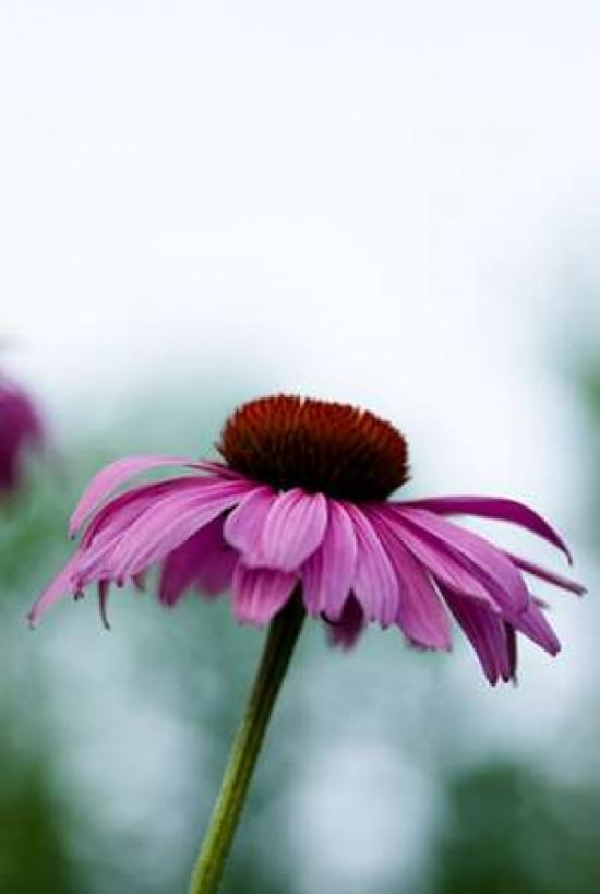 Cone Flower VI Canvas Art - Beth Wold (24 x 36)