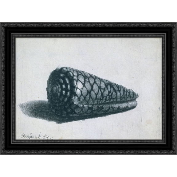 Cone Shell 24x20 Black Ornate Wood Framed Canvas Art by Rembrandt