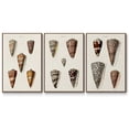 thumbnail image 1 of Cone Shell Collection I - Framed Premium Gallery Wrapped Canvas L Frame 3 Piece Set - Ready to Hang, 1 of 4