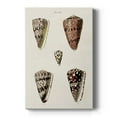 thumbnail image 1 of Cone Shell Collection III Premium Gallery Wrapped Canvas - Ready to Hang, 1 of 9