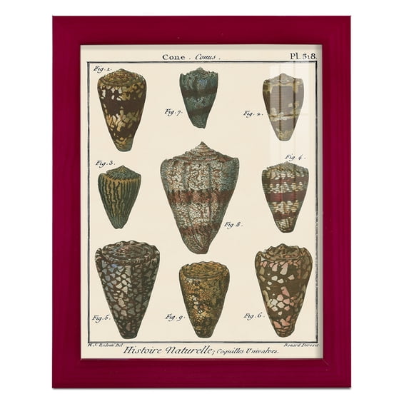 Cone Shell pl. 318 -Framed Print w/glass-Cherry Red