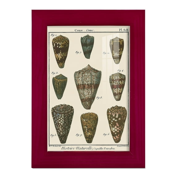 Cone Shell pl. 318 -Framed Print w/glass-Cherry Red