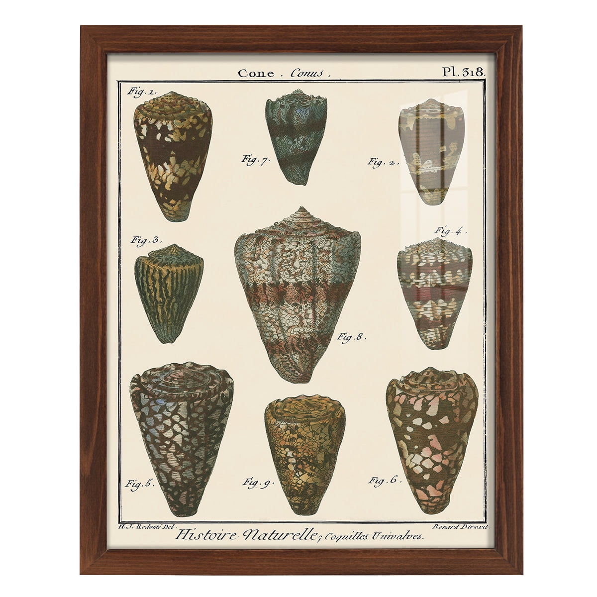 Cone Shell pl. 318 -Framed Print w/glass-Chestnut