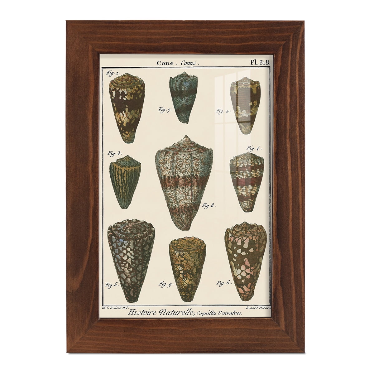 Cone Shell pl. 318 -Framed Print w/glass-Chestnut