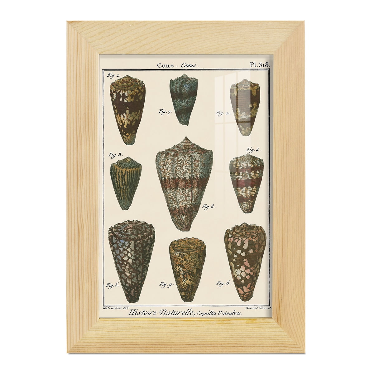 Cone Shell pl. 318 -Framed Print w/glass-Natural Wood