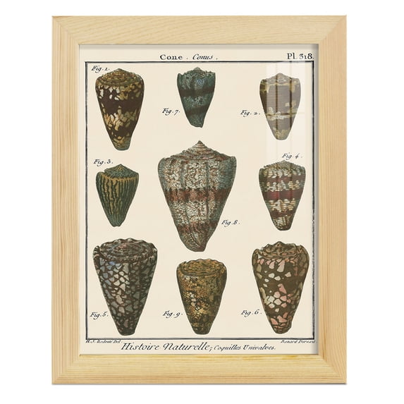 Cone Shell pl. 318 -Framed Print w/glass-Natural Wood
