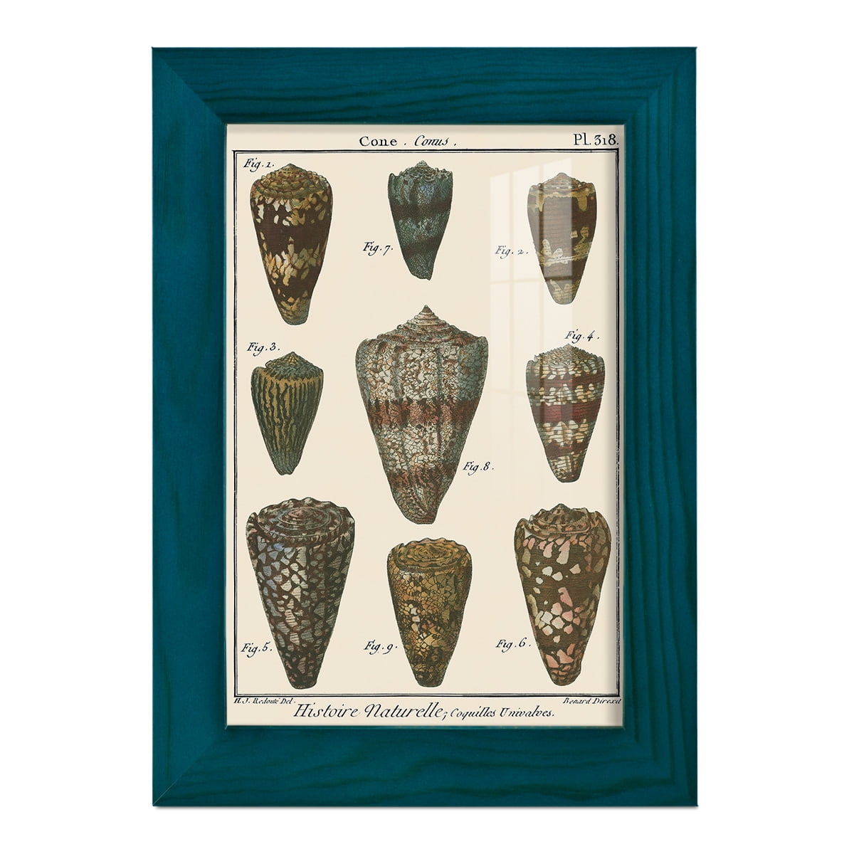 Cone Shell pl. 318 -Framed Print w/glass-Ocean Blue