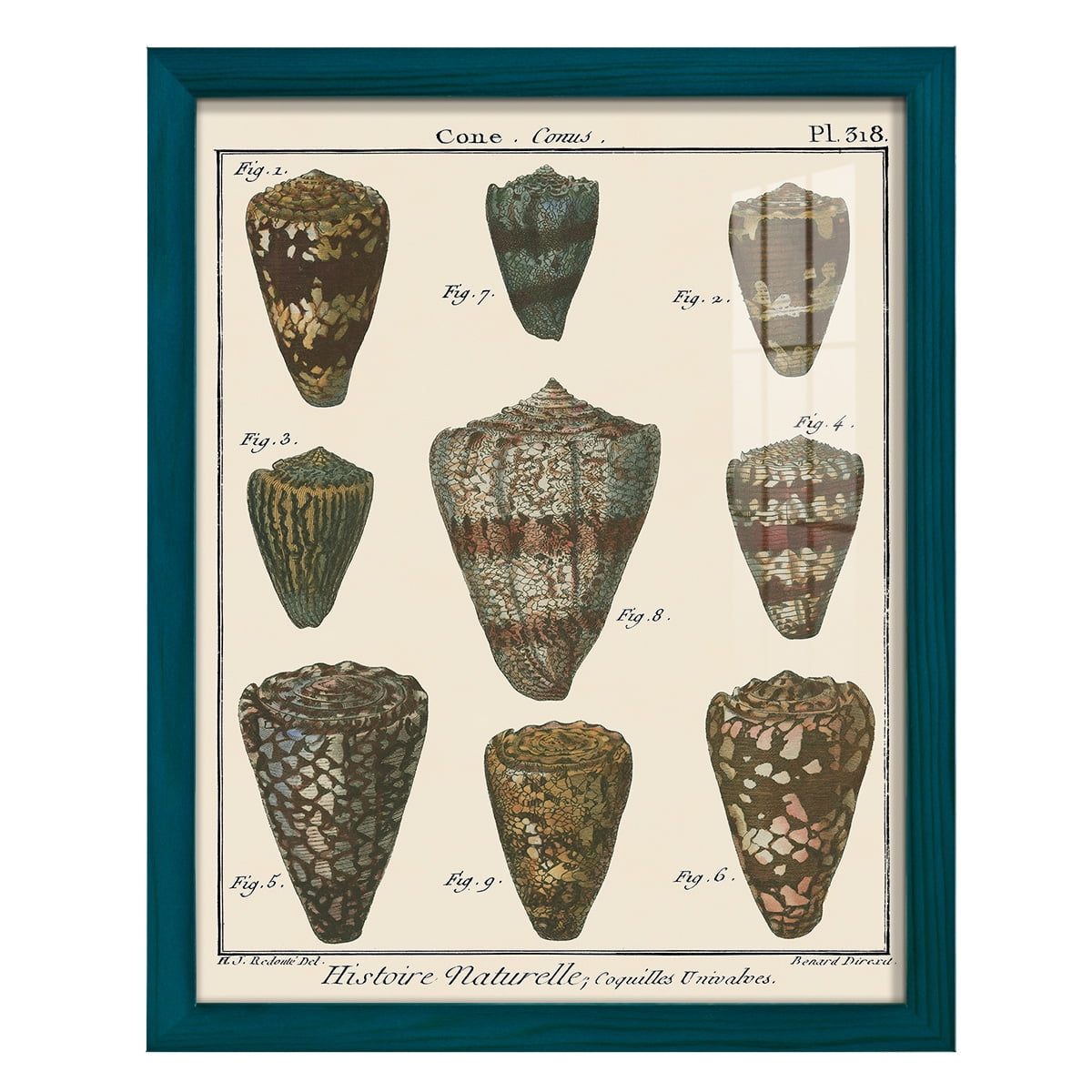 Cone Shell pl. 318 -Framed Print w/glass-Ocean Blue