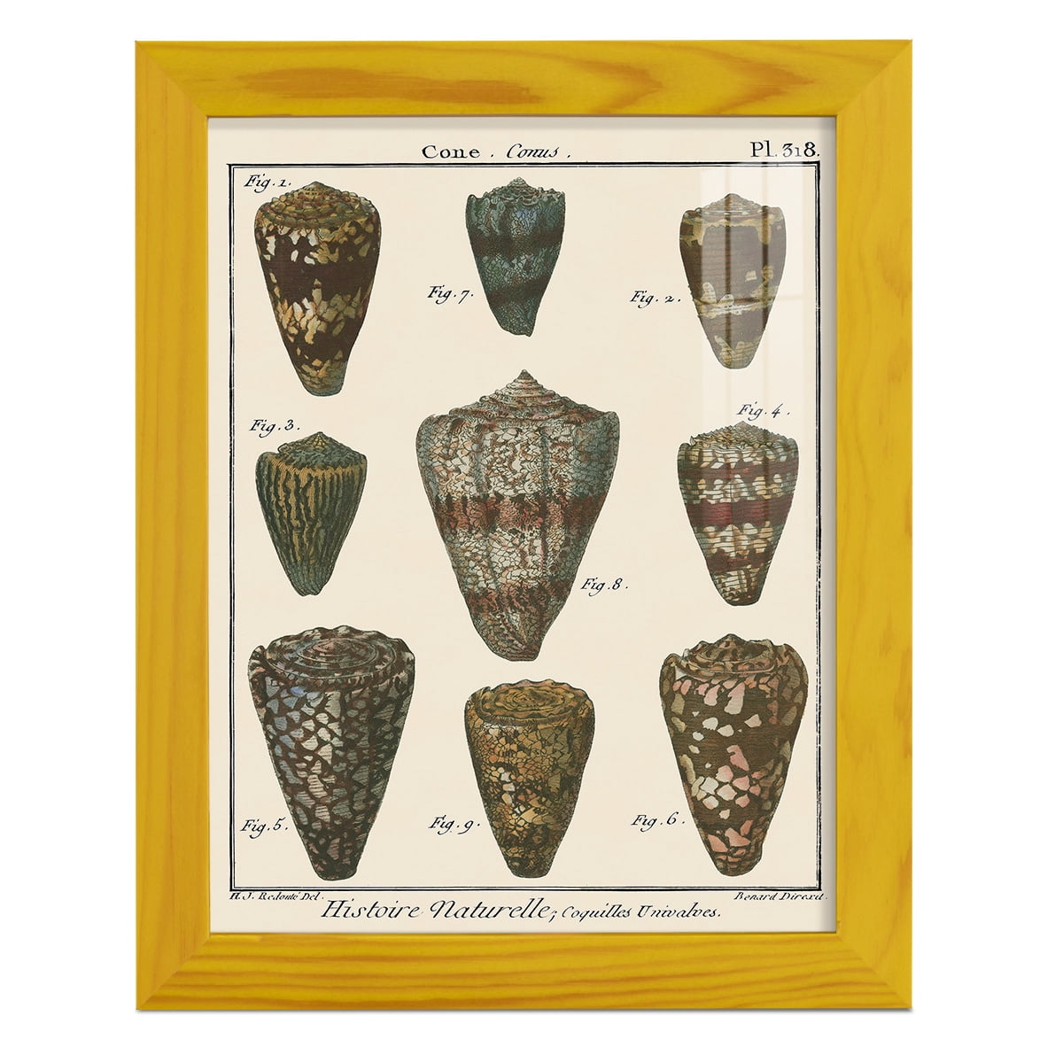 Cone Shell pl. 318 -Framed Print w/glass-Sunflower Yellow
