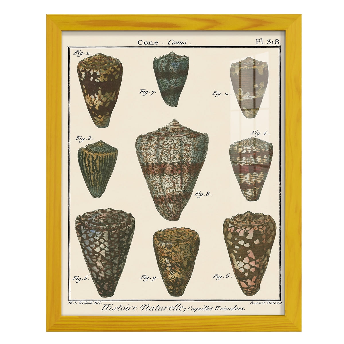 Cone Shell pl. 318 -Framed Print w/glass-Sunflower Yellow
