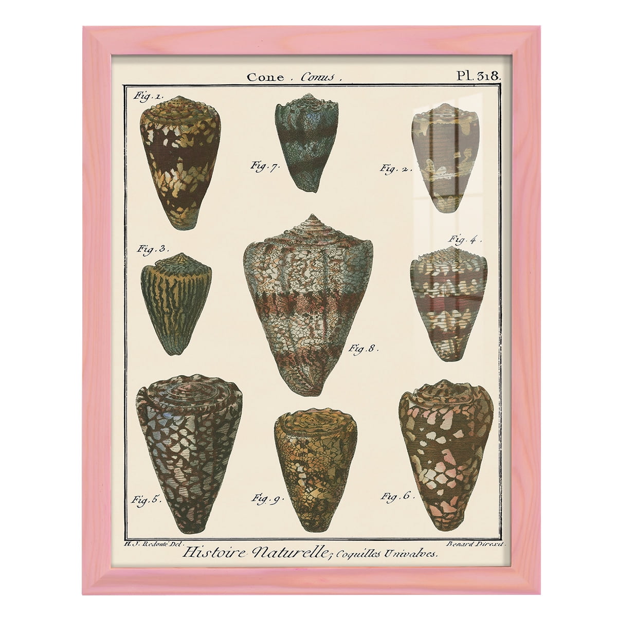 Cone Shell pl. 318 -Framed Print w/glass-Sunset Pink