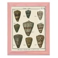 thumbnail image 1 of Cone Shell pl. 318 -Framed Print w/glass-Sunset Pink, 1 of 7
