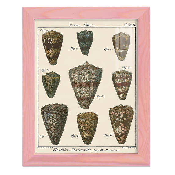 Cone Shell pl. 318 -Framed Print w/glass-Sunset Pink