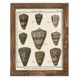 thumbnail image 1 of Cone Shell pl. 318 -Framed Print w/glass-Walnut, 1 of 7