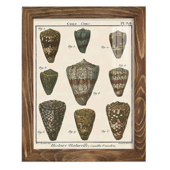 Cone Shell pl. 318 -Framed Print w/glass-Walnut