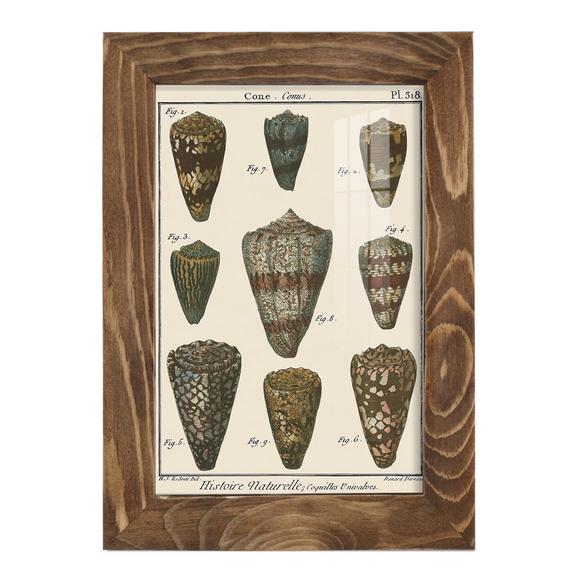 Cone Shell pl. 318 -Framed Print w/glass-Walnut