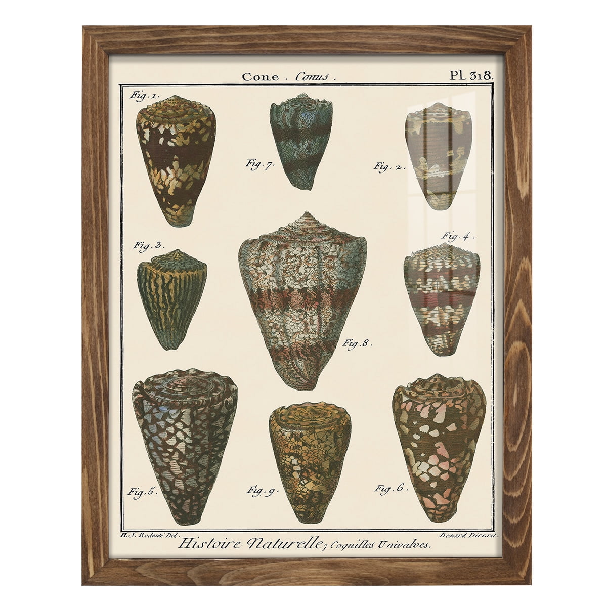 Cone Shell pl. 318 -Framed Print w/glass-Walnut