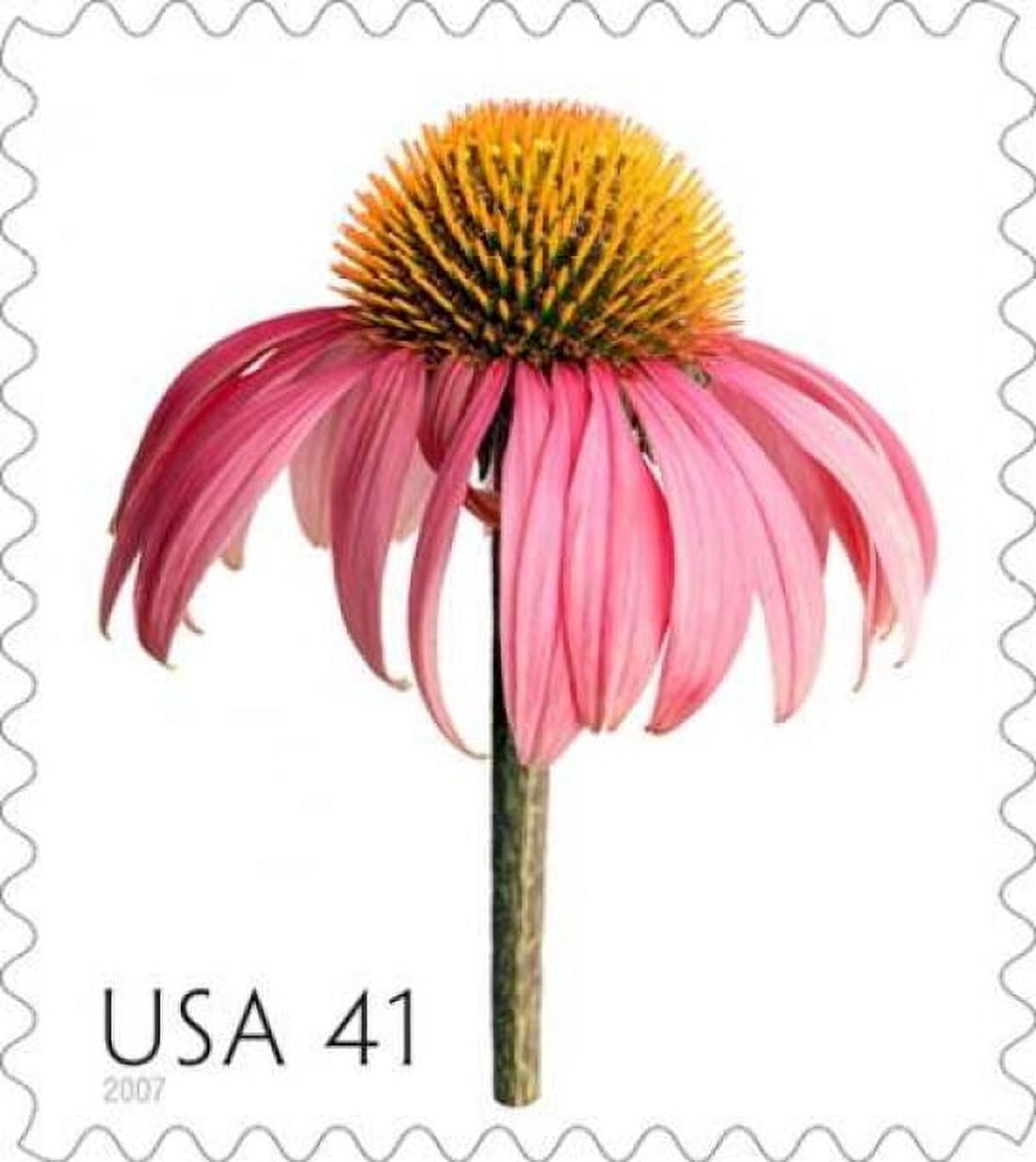 Coneflower Canvas Art - US POSTAL SERVICE (24 x 24)