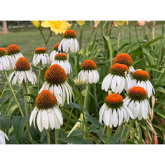 Coneflower Mix Color Seed Pack- 50 Count