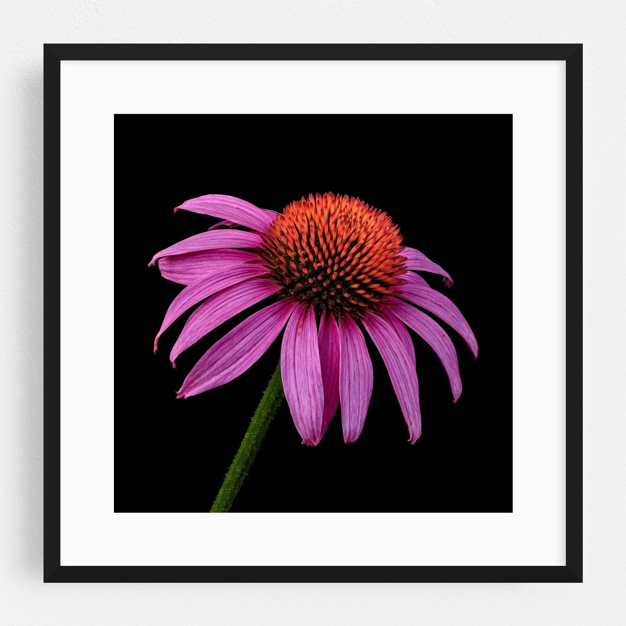 Coneflower - Photography Floral Flowers Botanical Nature Garden Summer Minimalist Black Framed ...