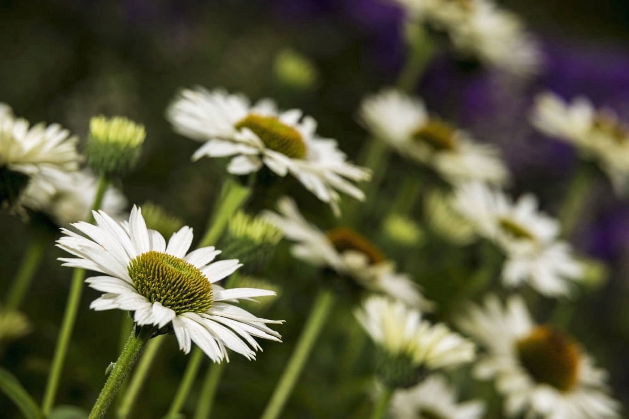 Coneflowers Virgin Echinacea Purpurea (Asteraceae) New York Botanical Garden New York City New York United States of America Canvas Art - F M Kearney Design Pics (19 x 12)