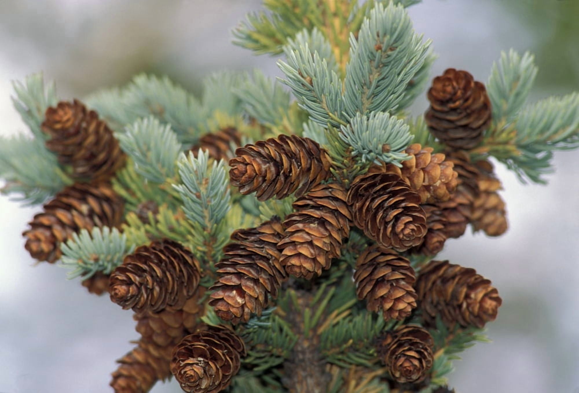 Cones Of The White Spruce Denali National Park Alaska Canvas Art - Ron Sanford Design Pics (17 x 11)