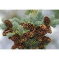thumbnail image 1 of Cones Of The White Spruce Denali National Park Alaska Poster Print (34 x 22), 1 of 4