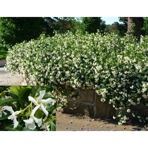Confederate Jasmine Fragrant Climbing Vine - Live Plant - ( 1 QT ) - Evergreen