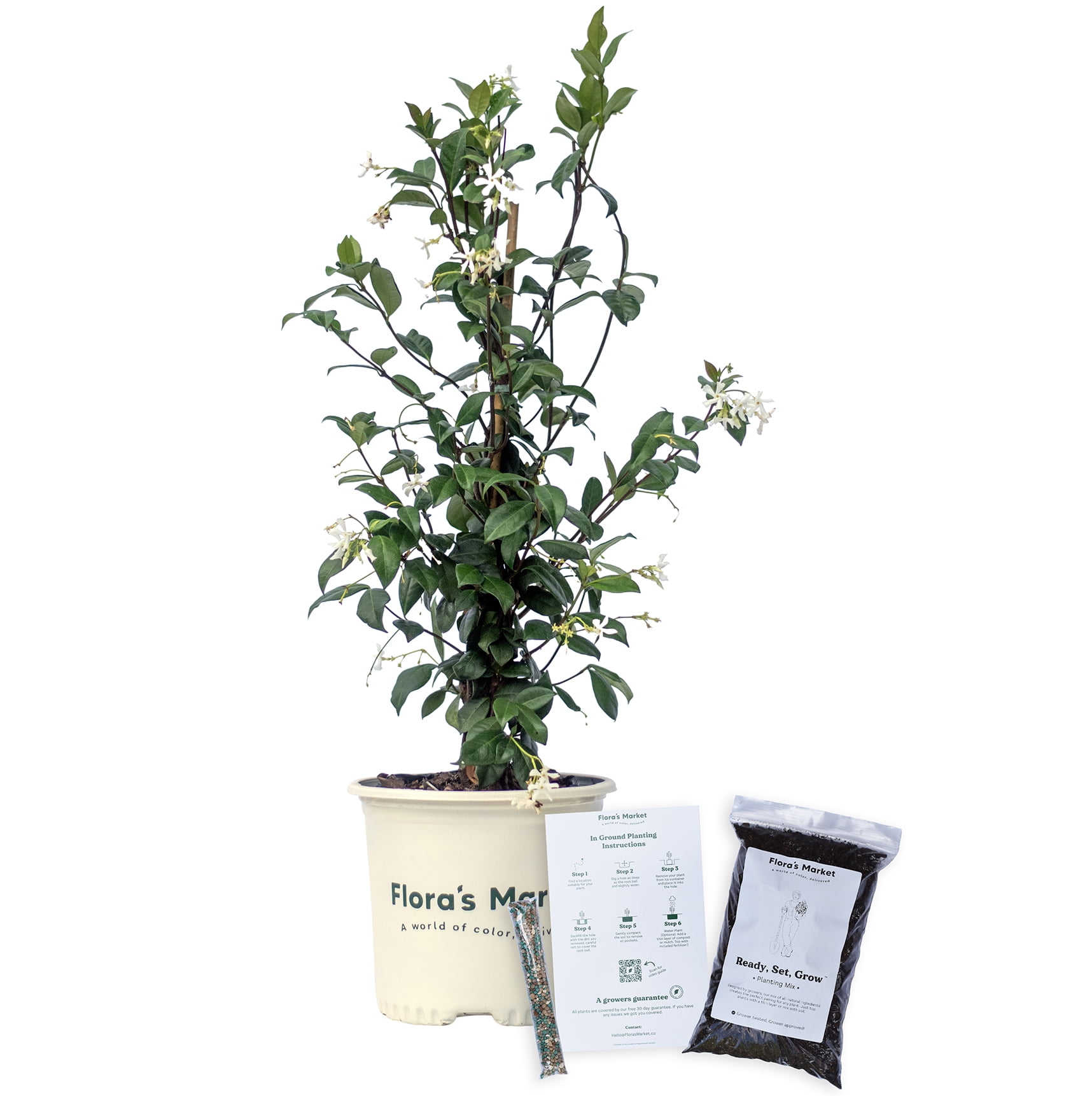 Confederate Jasmine - Includes Planting Kit - Walmart.com