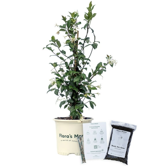 Confederate Jasmine - Includes Planting Kit