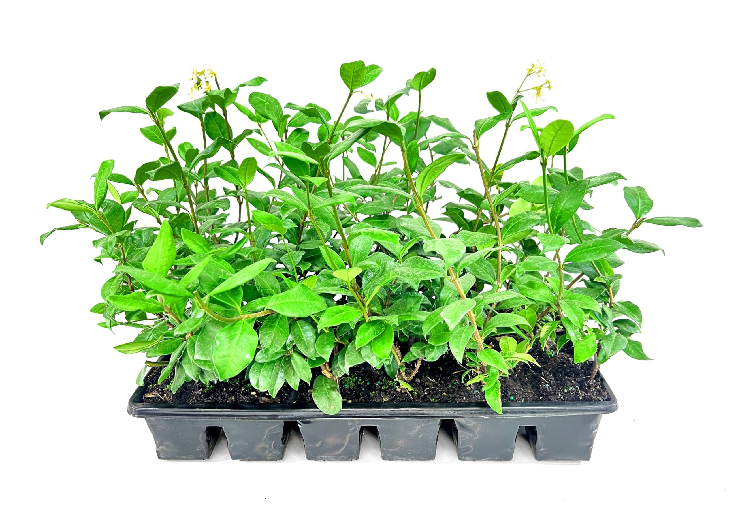 Confederate Jasmine Plants  1 Live 4 Inch Pot  Trachelospermum Jasminoides  Flowering Vine  Outdoor Garden