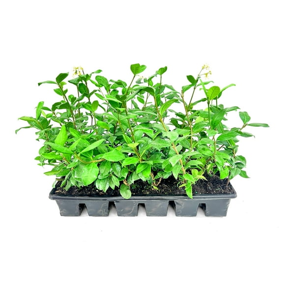 Confederate Jasmine Plants  1 Live 4 Inch Pot  Trachelospermum Jasminoides  Flowering Vine  Outdoor Garden
