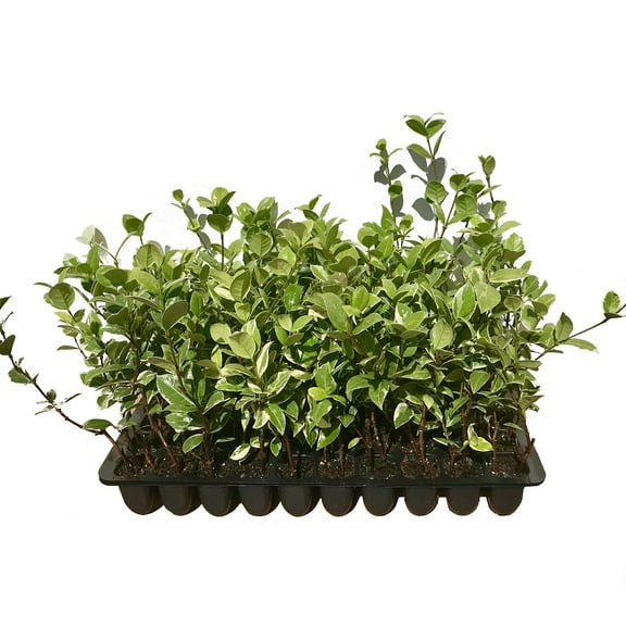 Confederate Jasmine Variegated - 3 Live Plants - Trachelospermum Jasminoides Variegatum - Fragrant Blooming Evergreen Vine