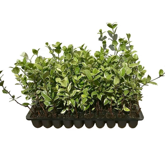 Confederate Jasmine Variegated - 30 Live Plants - Trachelospermum Jasminoides Variegatum - Fragrant Blooming Evergreen Vine