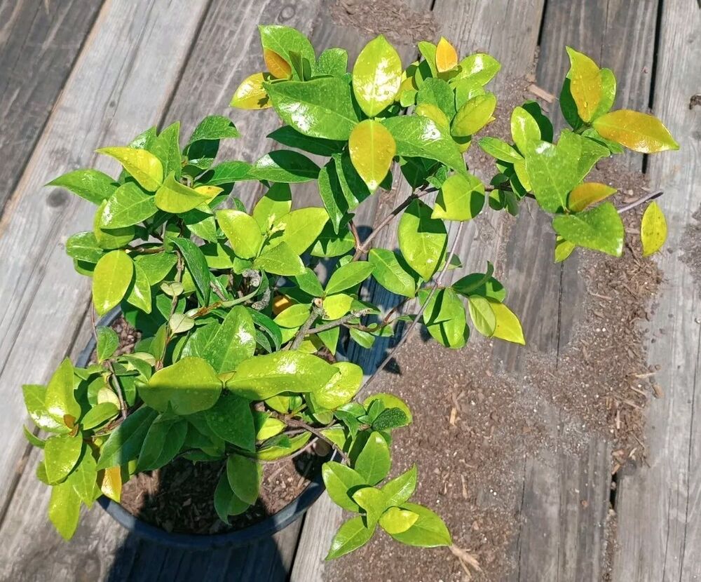 Confederate Jasmine Vine Climbing Fragrant White Bloom 1+ Foot Tall