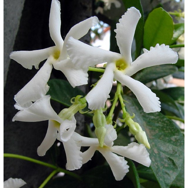 Confederate Star Jasmine Plant 4" Pot Extremely Fragrant Vine