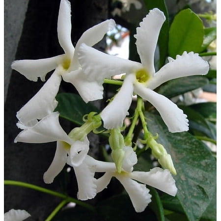 Confederate Star Jasmine Plant - 4" Pot - Extremely Fragrant Vine