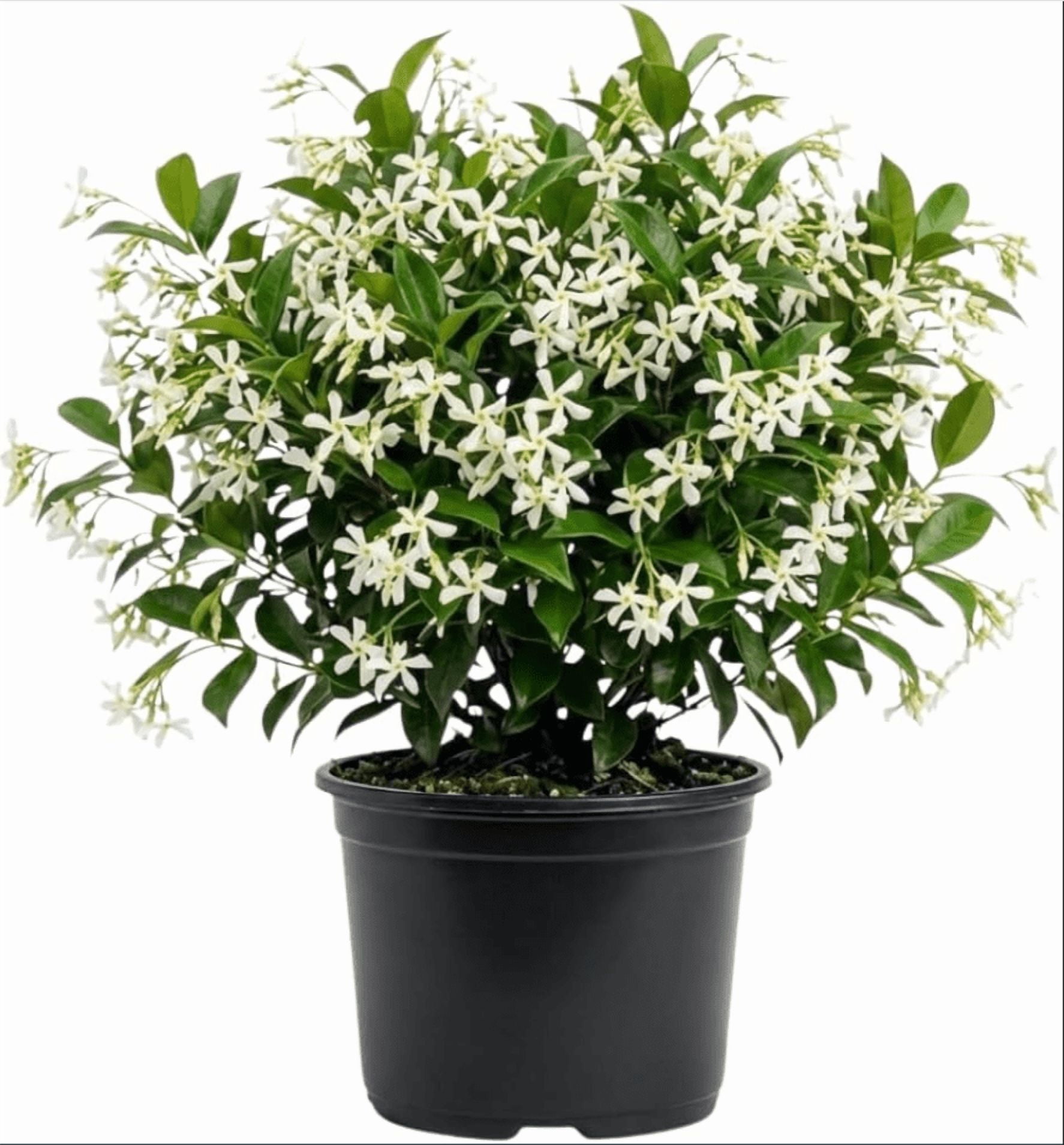 Indoor Jasmine Plants