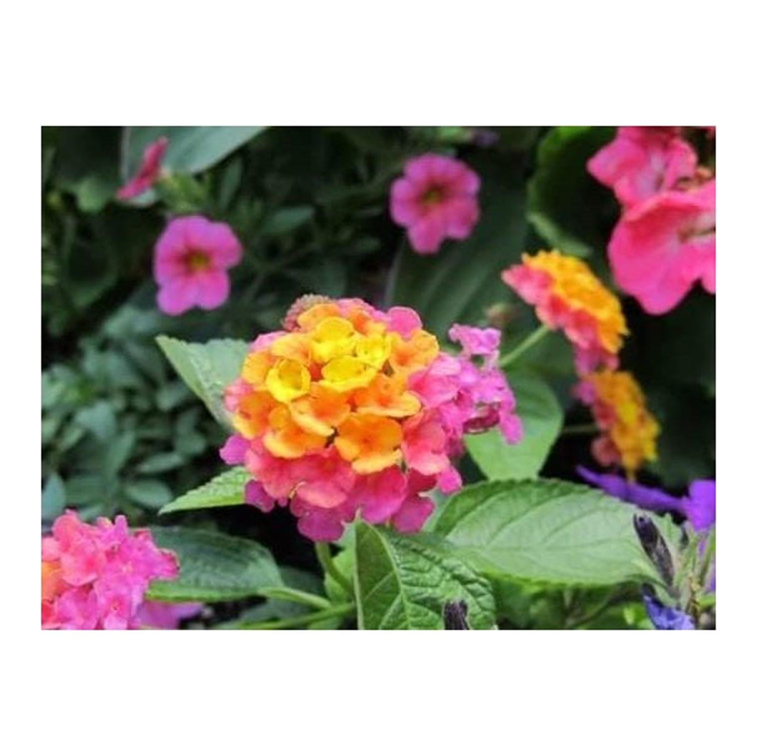 Confetti Lantana Camara Flowers Two 2 Live Plants Each in 4 inch Pots