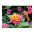 Confetti Lantana Camara Flowers Two 2 Live Plants Each in 4 inch Pots
