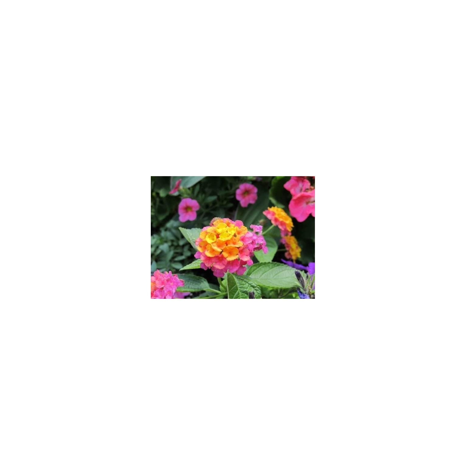 Confetti Lantana Camara Flowers Two 2 Live Plants Each in 4 inch Pots