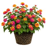 Confetti Lantana Starter Plants - Set of 2, 4-8 Inches, Full Sun, Colorful Blooms, Ships Without Pots