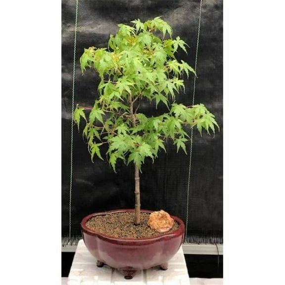 ConfiguraciOn 18-19" Dwarf Green Japanese Maple Bonsai Live Plants