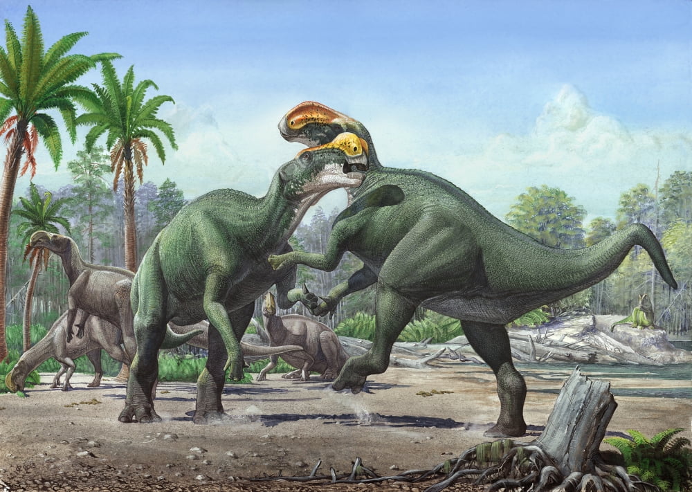 Conflict between two male Altirhinus kurzanovi dinosaurs Canvas Art - Sergey KrasovskiyStocktrek Images (33 x 24)