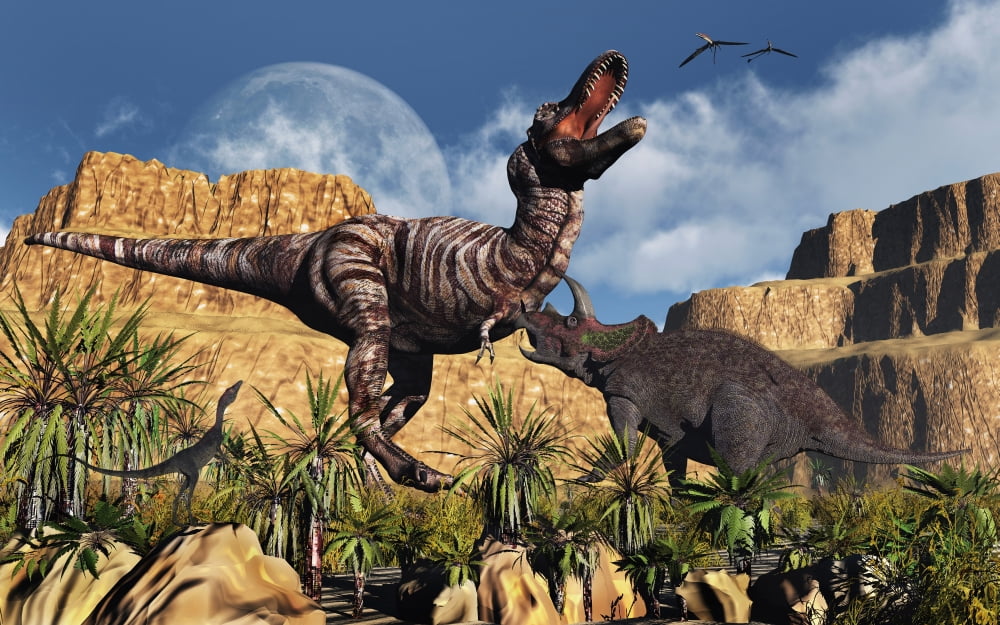Confrontation between Tyrannosaurus Rex and Triceratops Canvas Art - Mark StevensonStocktrek Images (36 x 23)