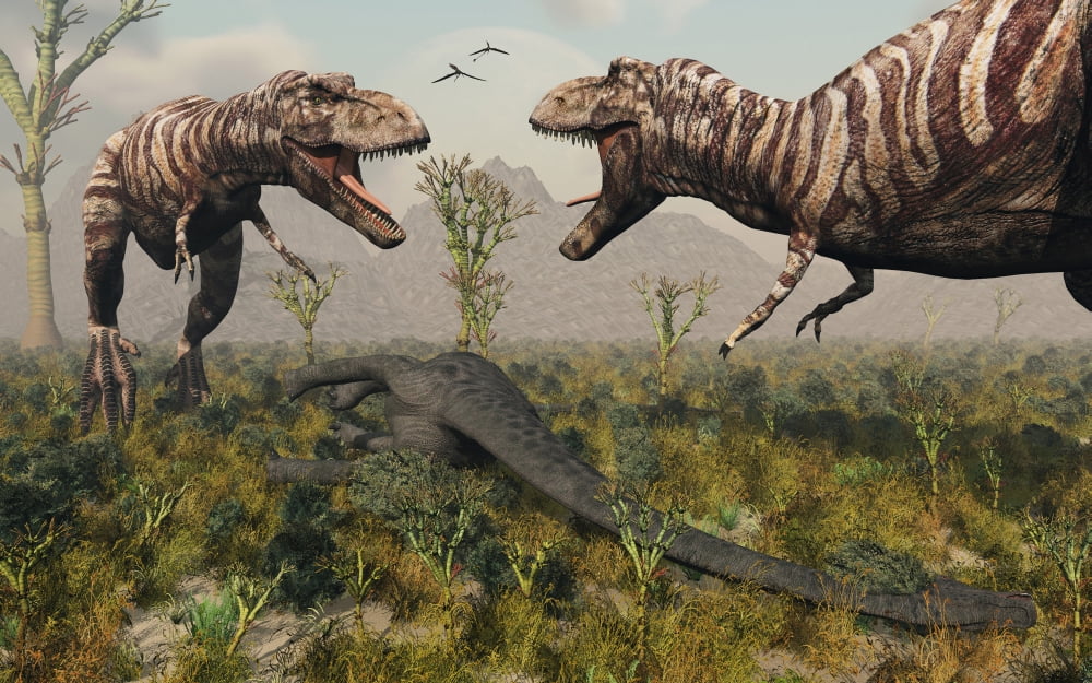 Confrontation between a pair of T Rex dinosaurs over a dead sauropod Canvas Art - Mark StevensonStocktrek Images (18 x 12)
