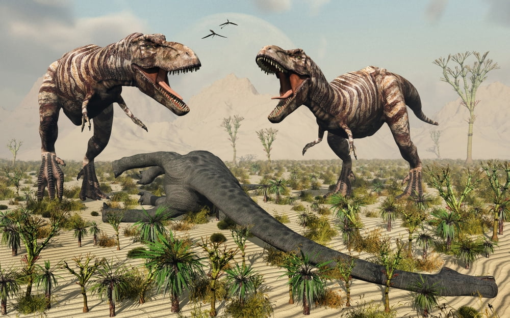 Confrontation between a pair of T Rex dinosaurs over a dead sauropod Canvas Art - Mark StevensonStocktrek Images (18 x 12)